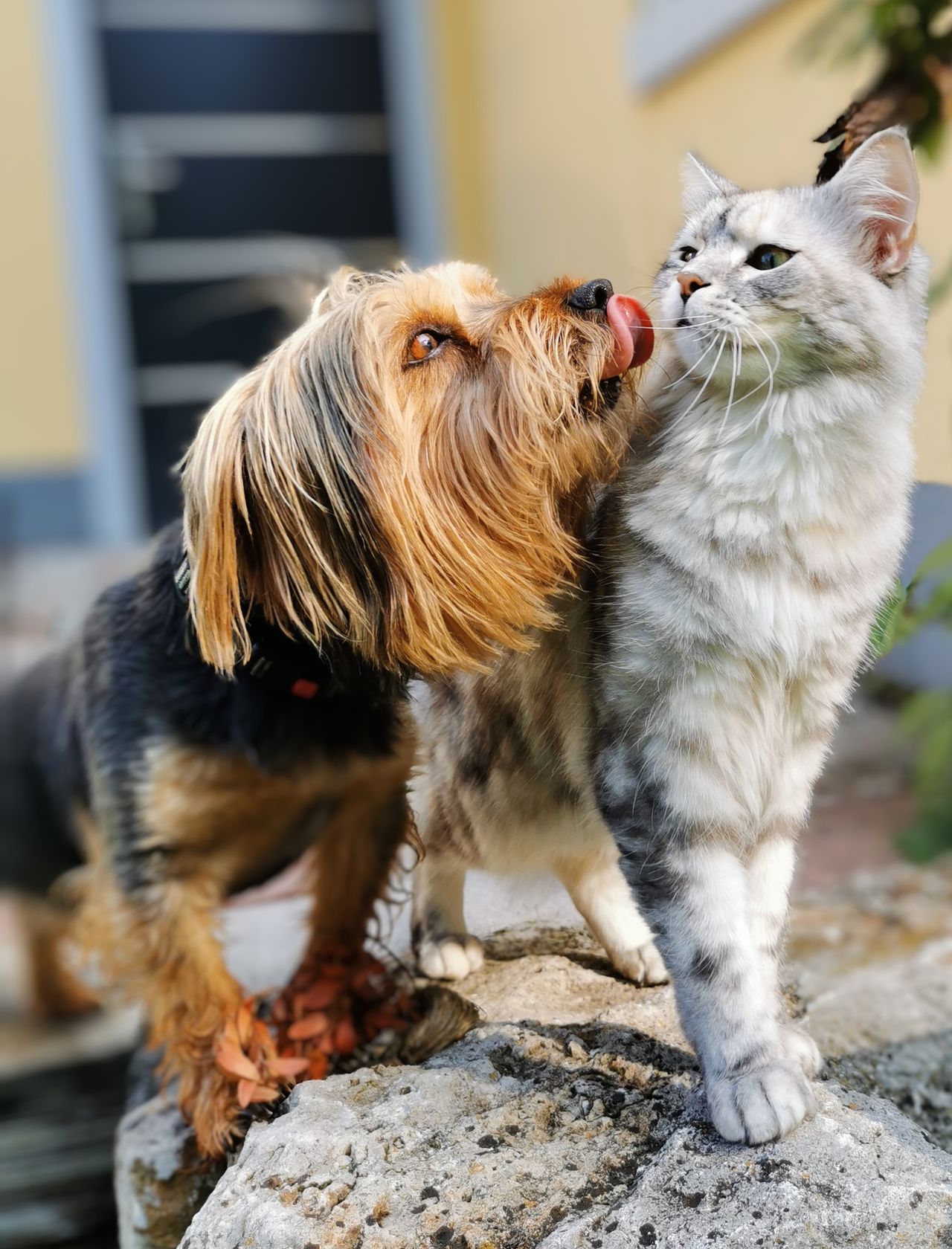Small Animal Clinic Veterinary Care